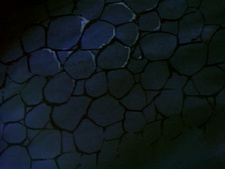 Bishoujo Senshi Venus Five